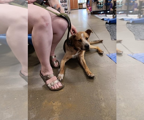 Medium Photo #8 American Staffordshire Terrier-Unknown Mix Puppy For Sale in Holly Springs, NC, USA