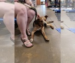 Small #7 American Staffordshire Terrier Mix