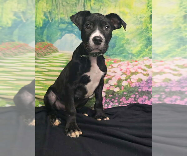 Medium Photo #7 American Staffordshire Terrier-Unknown Mix Puppy For Sale in Lakewood, CO, USA