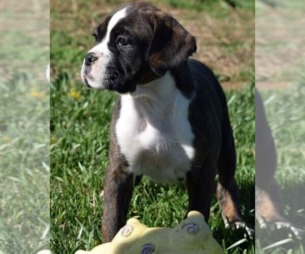 Medium Photo #6 Boxer Puppy For Sale in SENECA, KS, USA