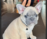 Puppy Ziggy Moonshot French Bulldog