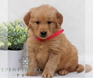 Golden Retriever Puppy for sale in LITITZ, PA, USA