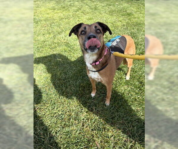 Medium Photo #2 Mutt Puppy For Sale in Pleasanton, CA, USA