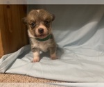 Small #2 Pembroke Welsh Corgi