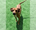 Small Photo #1 Rhodesian Ridgeback-Unknown Mix Puppy For Sale in Bellingham, WA, USA