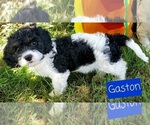 Small Photo #6 Cavapoo Puppy For Sale in LEBANON, OR, USA