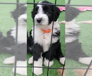F2 Aussiedoodle Puppy for sale in LOS ANGELES, CA, USA