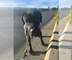 Mutt Dogs for adoption in Jackson, CA, USA