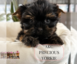 Yorkshire Terrier Puppy for sale in ELMHURST, IL, USA
