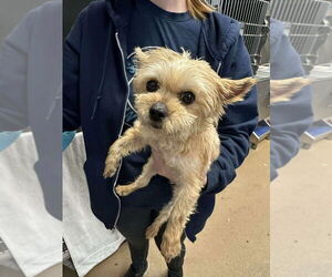 Baby Doll (GA) - Female Bichon Frise-Unknown Mix Dog for Adoption - Photo #3