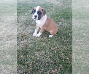 Boxer Puppy for sale in HILLSVILLE, VA, USA