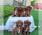 Small #1 Cavapoo