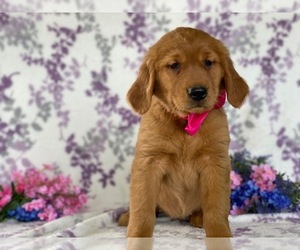 Golden Retriever Puppy for sale in LANCASTER, PA, USA