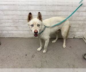 Siberian Husky Dogs for adoption in San Bernardino, CA, USA