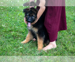 Small Photo #4 German Shepherd Dog Puppy For Sale in SALEM, IN, USA