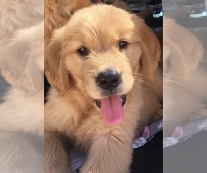 Golden Retriever Puppy for sale in SANTA ANA, CA, USA
