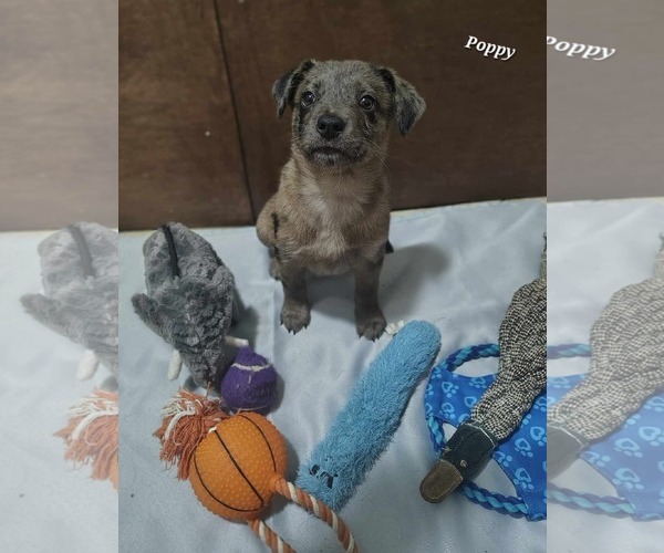 Medium Photo #2 Catahoula Leopard Dog-Labrador Retriever Mix Puppy For Sale in Oakhurst, NJ, USA