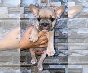 French Bulldog Puppy for sale in ORLANDO, FL, USA