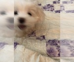 Small Photo #7 Maltese Puppy For Sale in LAKE STEVENS, WA, USA