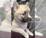 Small #23 Pomsky
