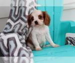 Small Photo #2 Cavalier King Charles Spaniel Puppy For Sale in SHILOH, OH, USA