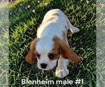 Small #1 Cavalier King Charles Spaniel