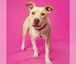 Small #4 American Pit Bull Terrier Mix