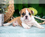 Small Photo #10 English Bulldog Puppy For Sale in MILLERSBURG, OH, USA