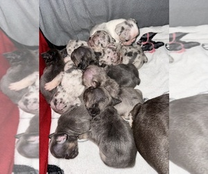 French Bulldog Litter for sale in HILTON, NY, USA