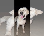 Small Photo #1 Labradoodle Puppy For Sale in ADGER, AL, USA