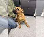 Reeses - Male Pug-Unknown Mix Dog for Adoption - Small photo