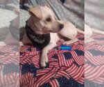 Small #1 Mutt