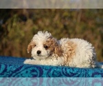 Small #13 Goldendoodle (Miniature)