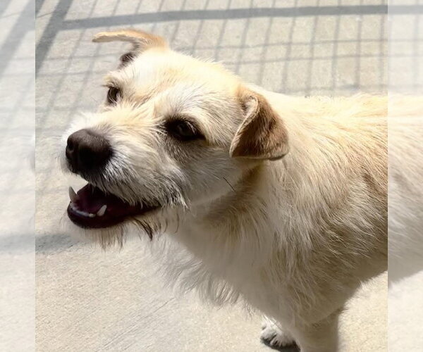 Medium Photo #3 Cairn Terrier Puppy For Sale in Yardley, PA, USA