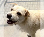 Small #2 Cairn Terrier