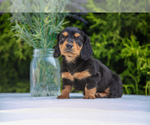 Puppy Savannah Dachshund