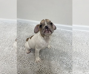 French Bulldog Puppy for sale in CHARLESTON, SC, USA
