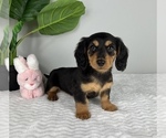 Small #6 Dachshund