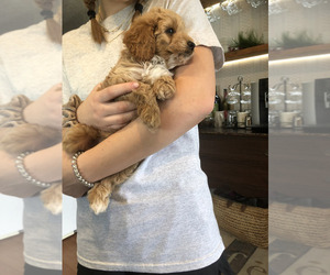 Goldendoodle-Poodle (Miniature) Mix Puppy for sale in SARASOTA, FL, USA