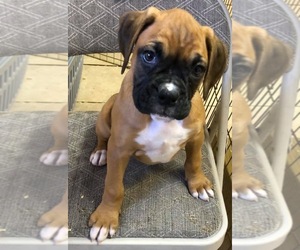 Boxer Puppy for sale in WESTPORT, MA, USA