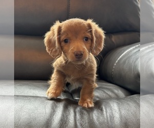 Dachshund Puppy for sale in FRANKLIN, IN, USA