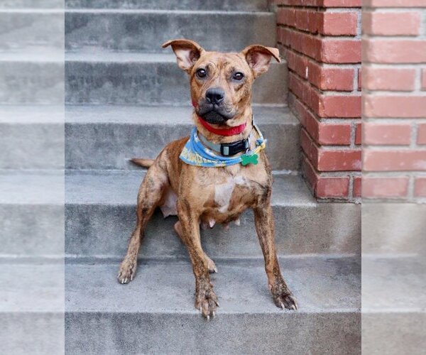 Medium Photo #8 American Staffordshire Terrier-Boxer Mix Puppy For Sale in Dana Point, CA, USA