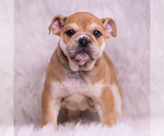 Small Photo #44 Bulldog Puppy For Sale in WARSAW, IN, USA