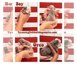 Small Photo #15 Bulldog Puppy For Sale in CYPRESS, TX, USA