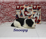 Small #6 Cavapoo