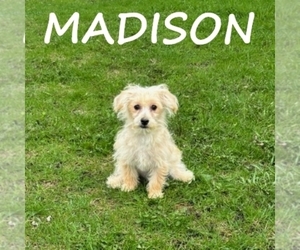 YorkiePoo Puppy for sale in HARTLAND, MN, USA