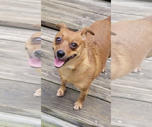 Medium Photo #2  Puppy For Sale in , 