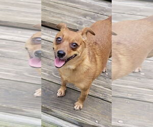 Chiweenie Dogs for adoption in Rural Hall, NC, USA