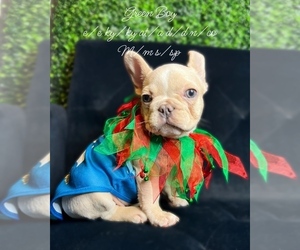 French Bulldog Puppy for sale in MCKINNEY, TX, USA