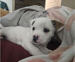 Small #3 American Pit Bull Terrier Mix